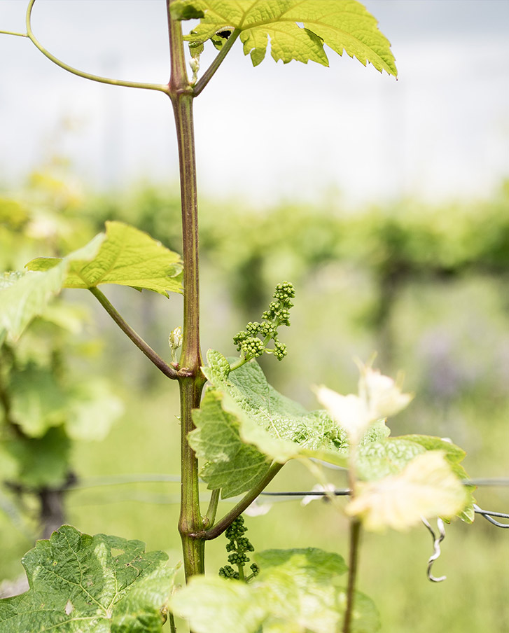 leitz weingut traube freigut frankfurt eventlocation frankfurt